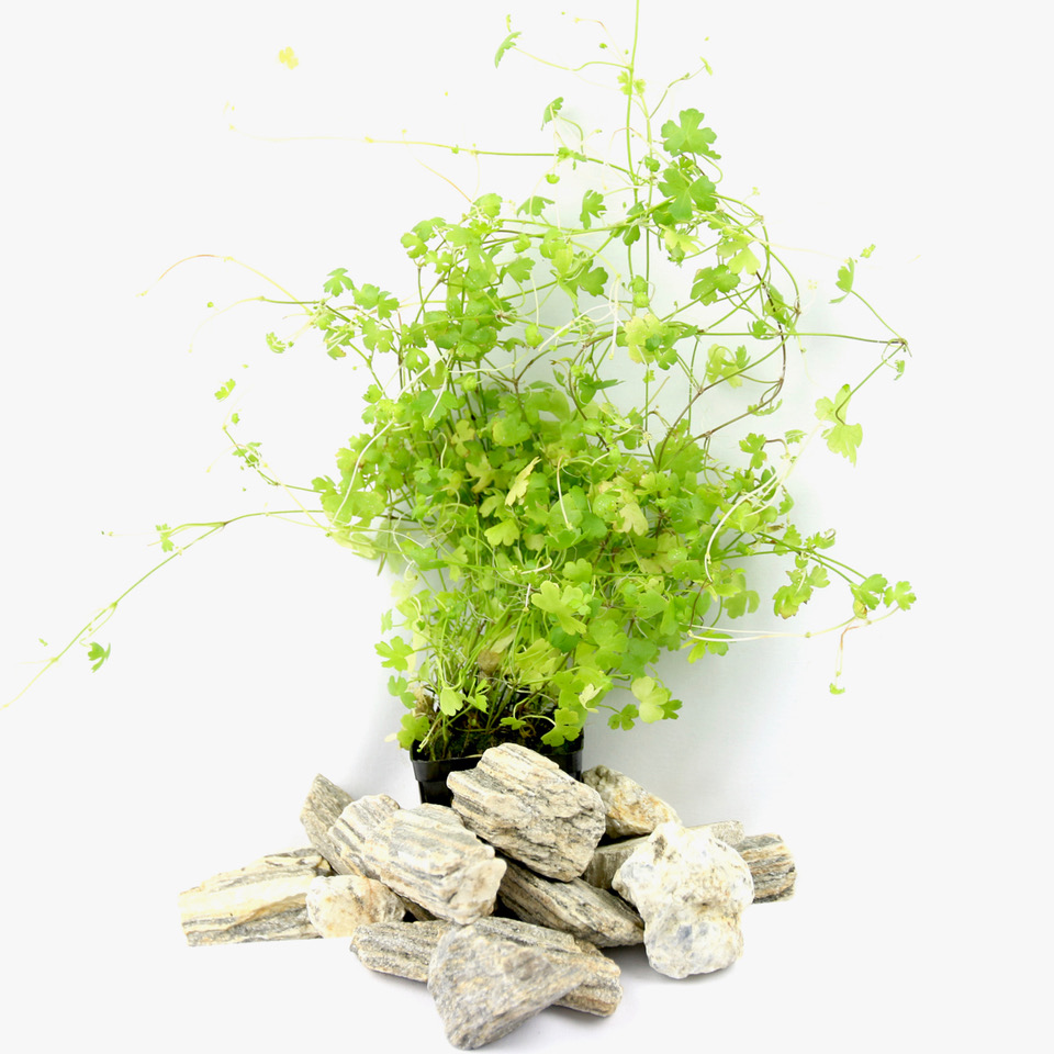 Hydrocotyle tripartita (Japan) pot